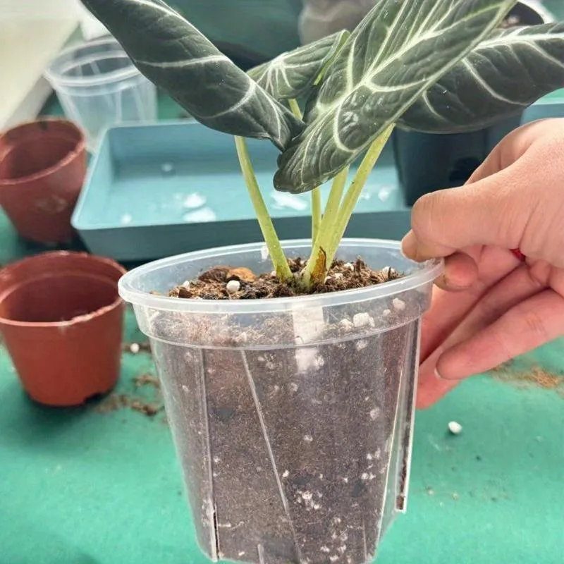 Euroselle Clear Pots With Built In Drainage Holes For Healthy Growth
