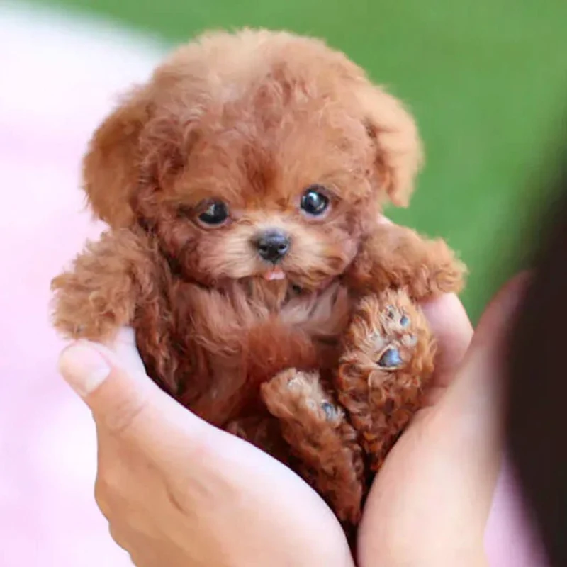 Euroselle Interactive Realistic Plush Dog Toy With Touch Response, Soft Cuddly Design, And Sounds