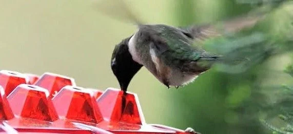 Euroselle Ant-Proof Hummingbird Feeder With 30 Easy-Access Ports