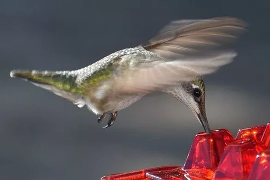 Euroselle Ant-Proof Hummingbird Feeder With 30 Easy-Access Ports