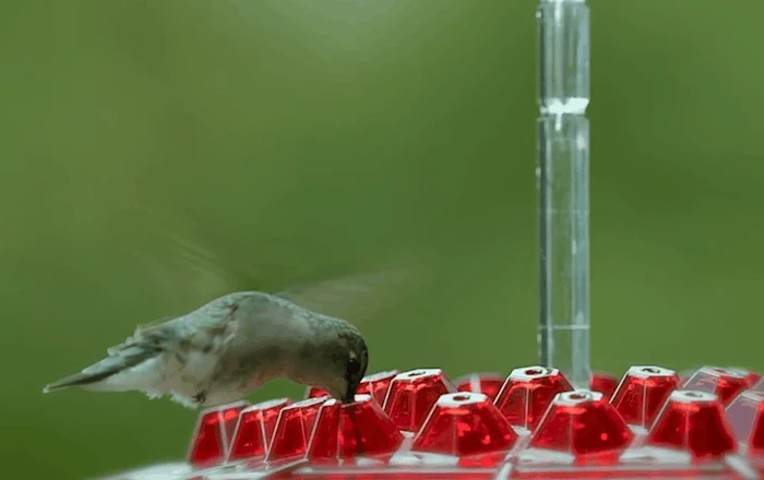 Euroselle Ant-Proof Hummingbird Feeder With 30 Easy-Access Ports