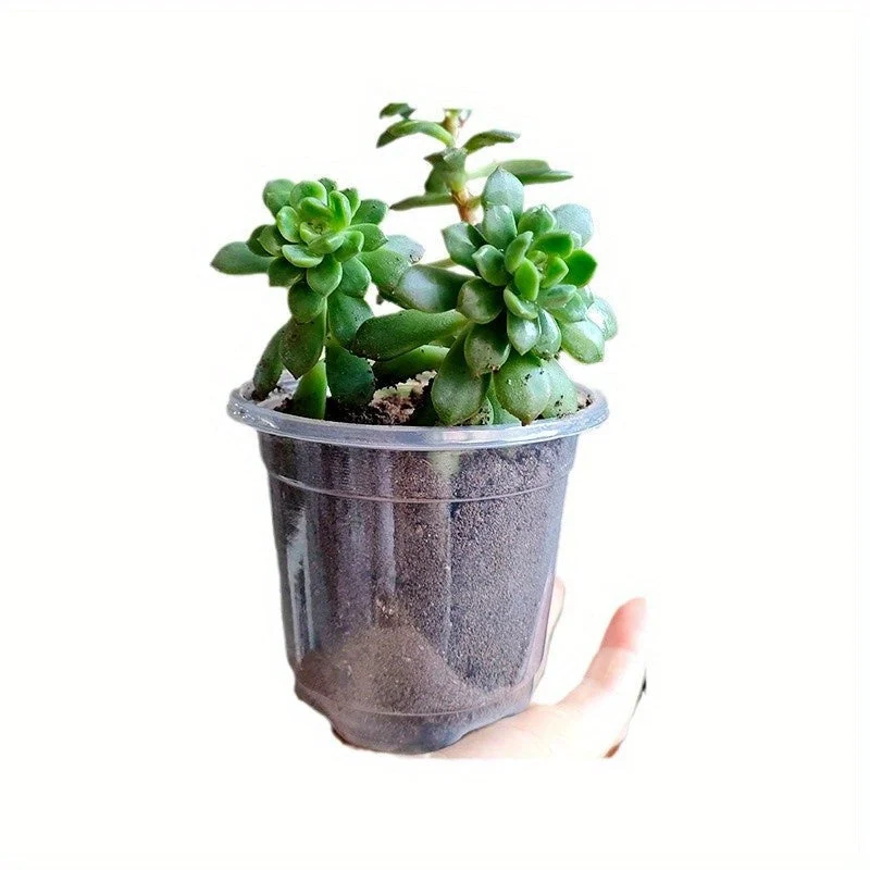Euroselle 15 Pack Transparent Seedling Pots For Easy Root Monitoring And Growth